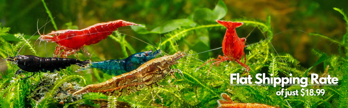 Fresh water aquarium shrimp at the shrimp farm - Flat Shipping Rate of just $18.99 A banner image featuring a collection of diversely colored shrimp including black, red, blue and gold variety, swimming in a lush green plant background. The banner also displays the flat shipping rate of $18.99.