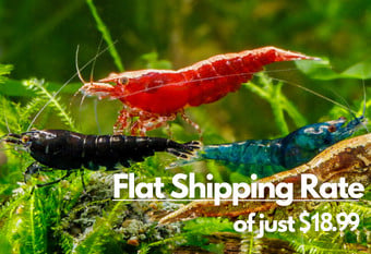 Fresh water aquarium shrimp at the shrimp farm - Flat Shipping Rate of just $18.99 A banner image featuring a collection of diversely colored shrimp including black, red, blue and gold variety, swimming in a lush green plant background. The banner also displays the flat shipping rate of $18.99.